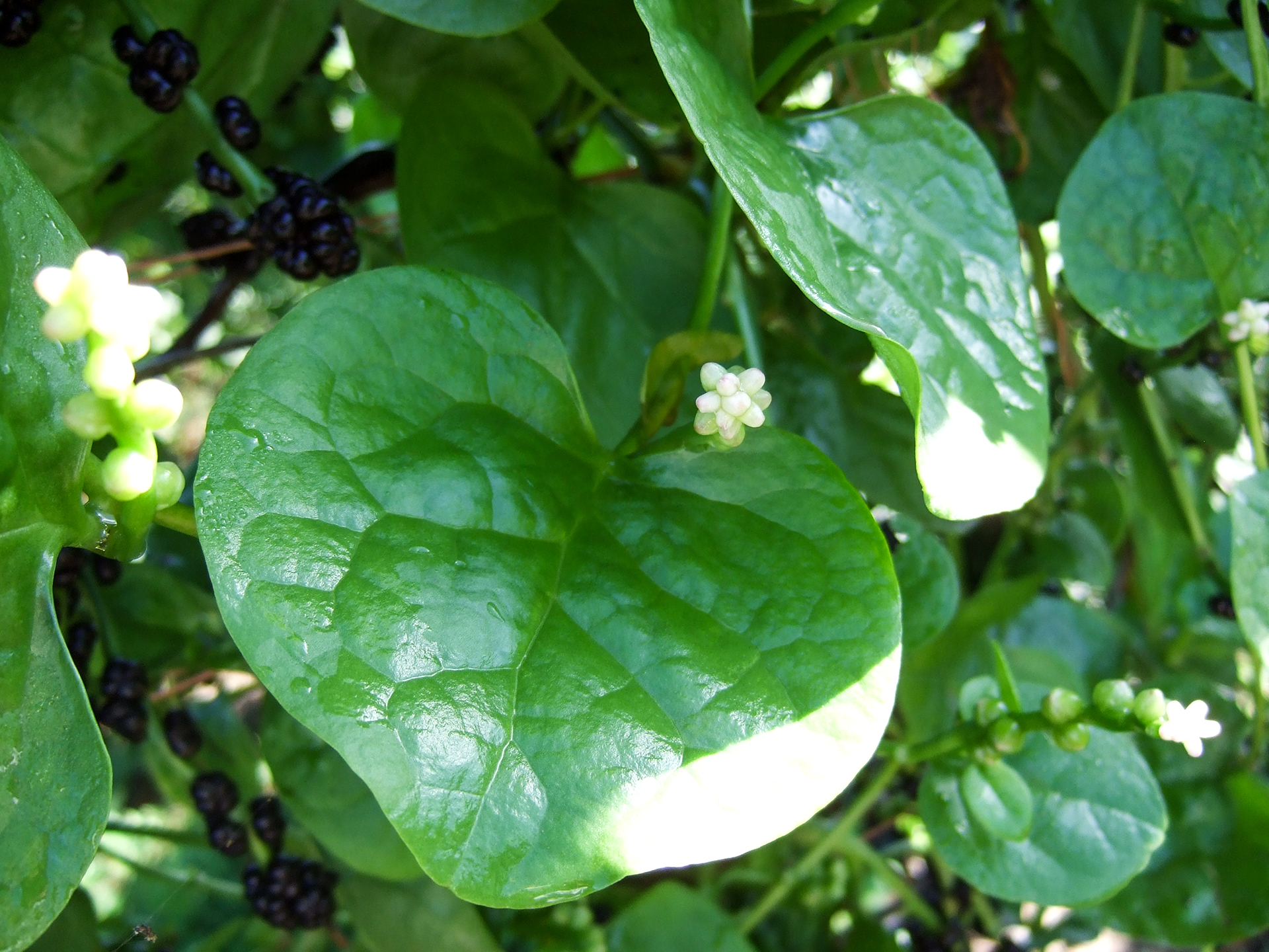 Spinach-Malabar-Basella_alba
