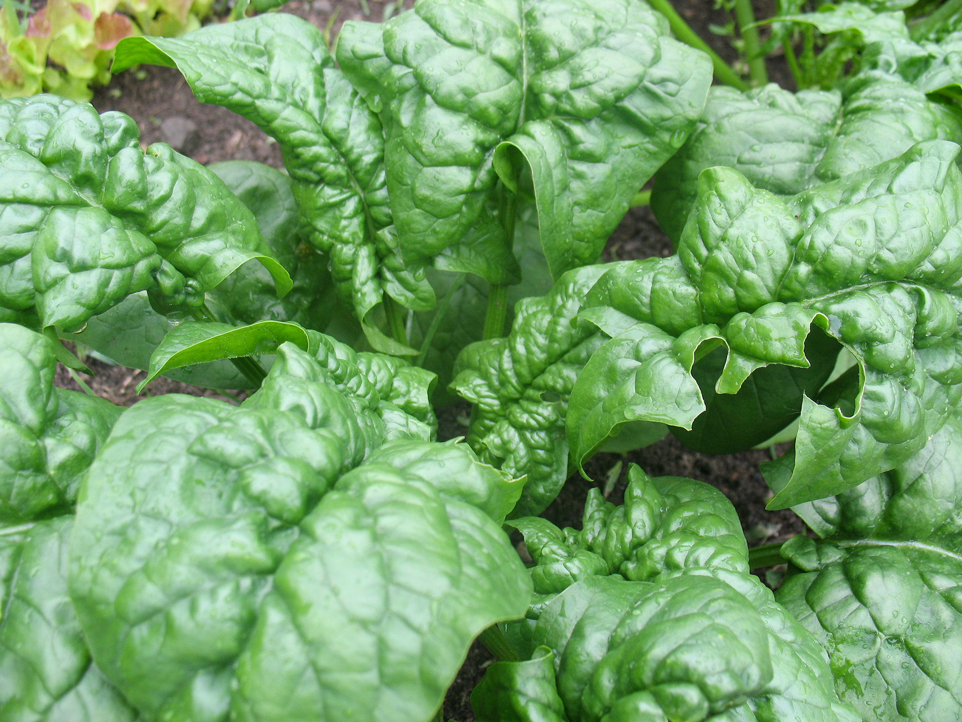 Spinach-Spinacia_oleracea