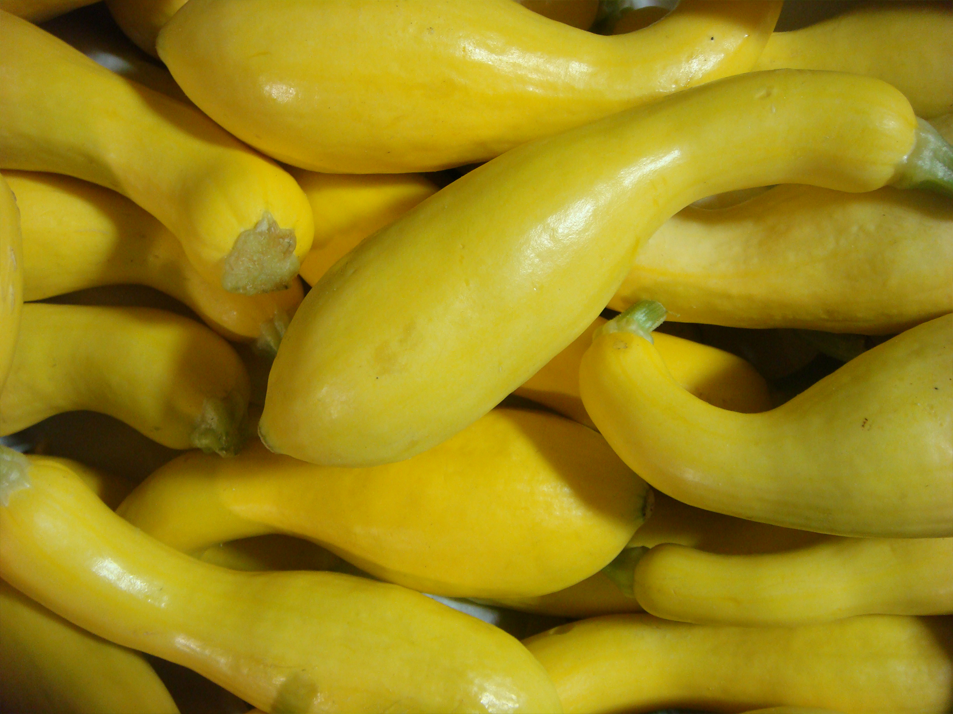 Squash-Crookneck-Cucurbita_Pepo