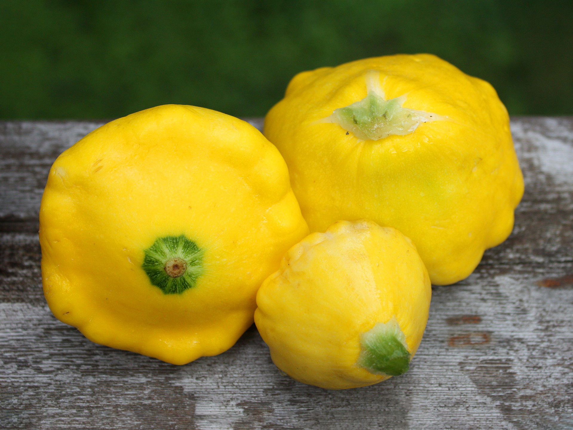 Squash-Pattypan-Cucurbita_Pepo