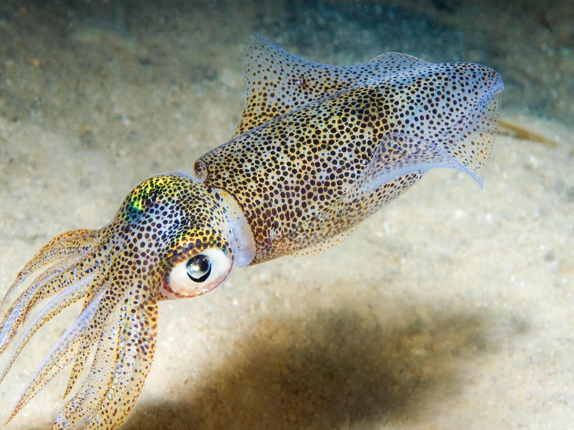 Squid-Loligo_vulgaris
