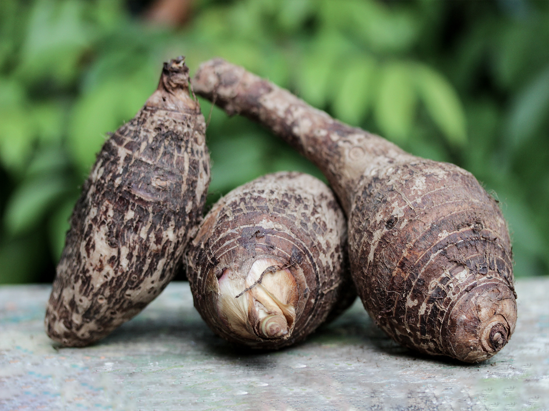 Taro-Colocasia_esculenta
