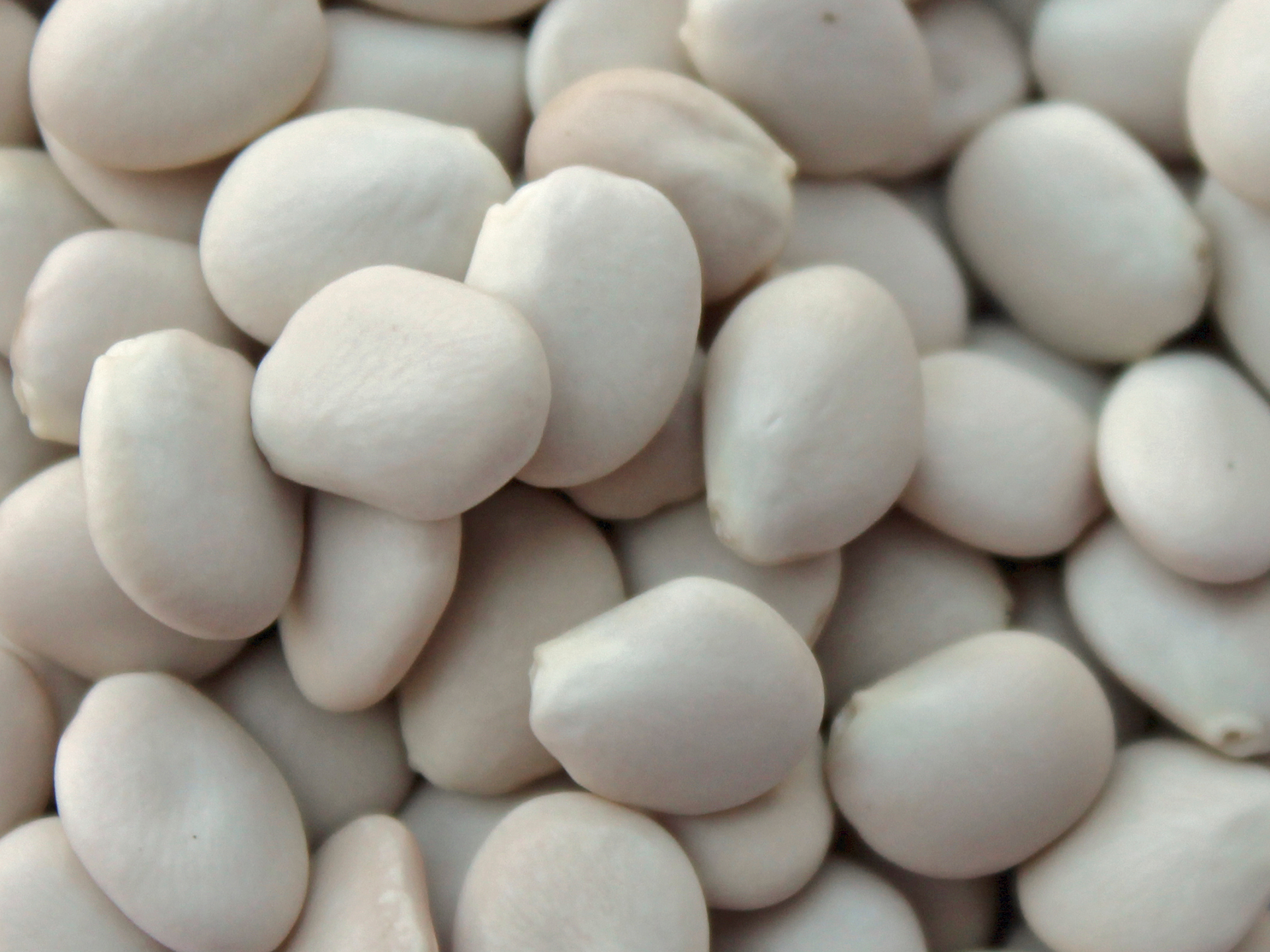 Tarwi-Lupinus_mutabilis