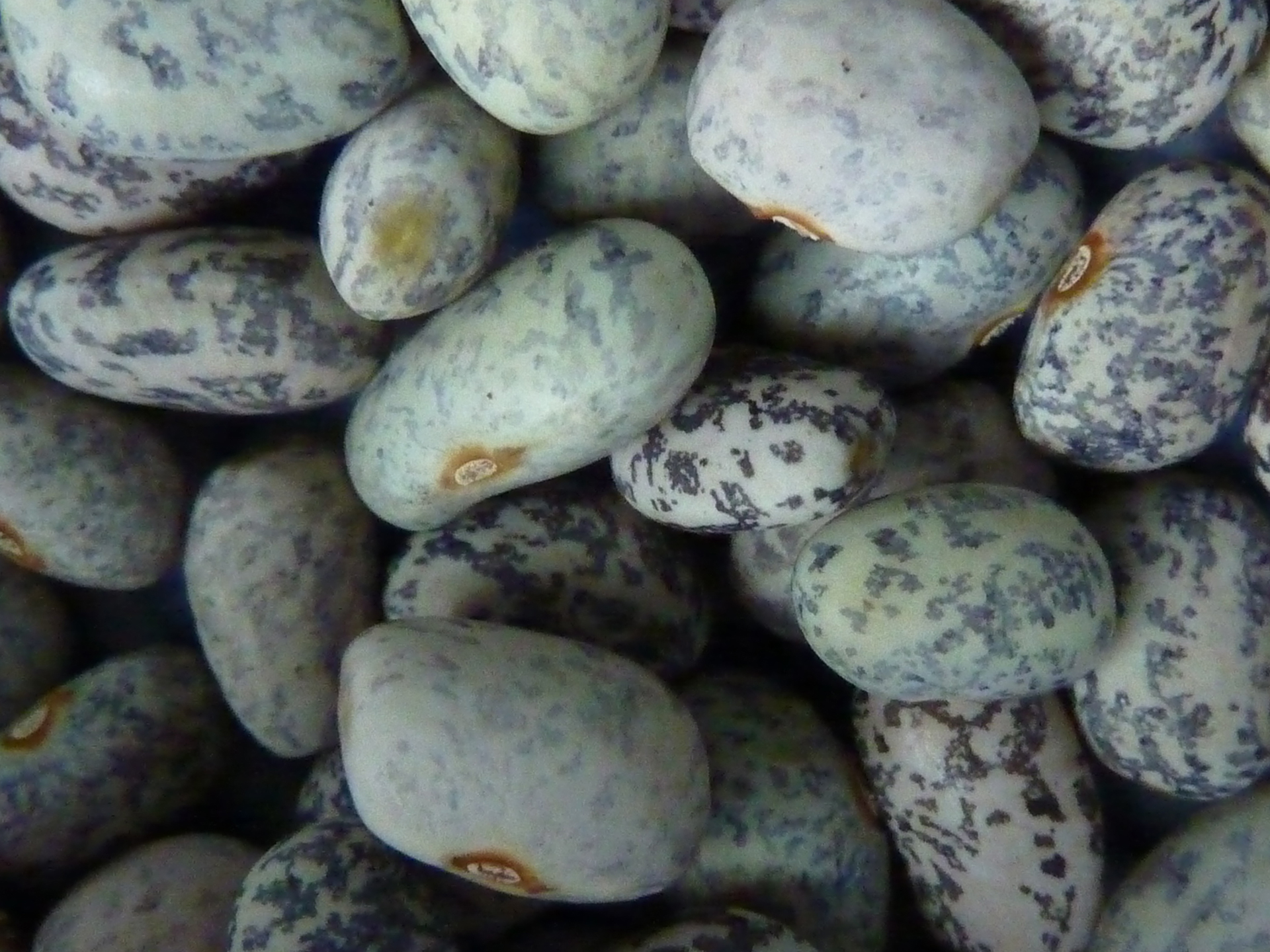 Tepary-Bean-Phaseolus_acutifolius