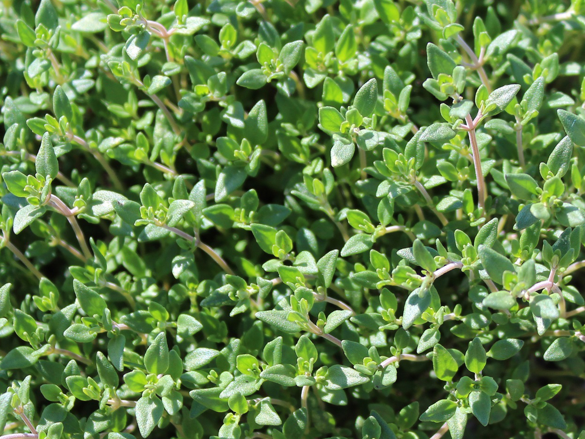 Thyme-Thymus_vulgaris