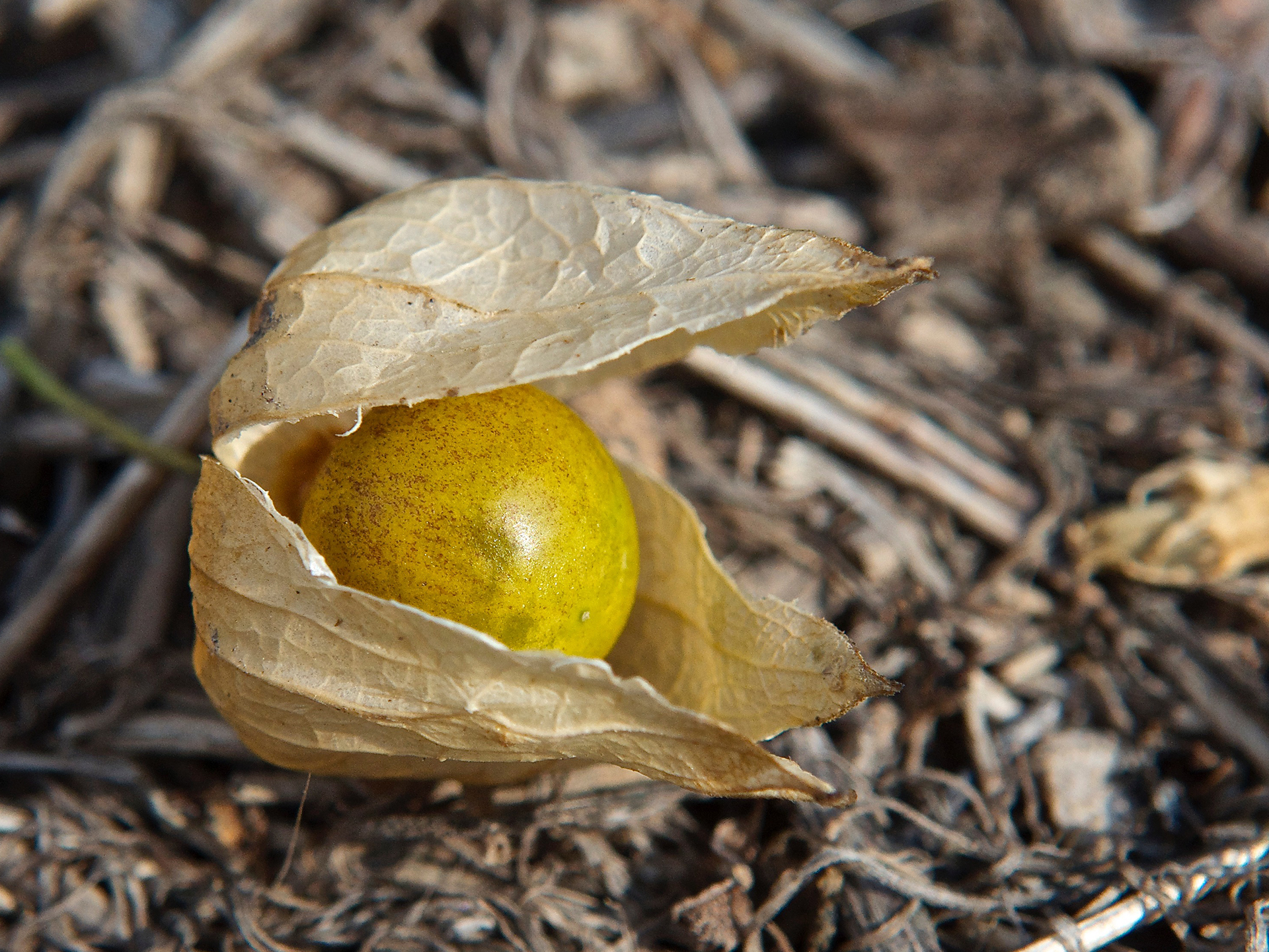 Tomatillo-Groudcherry-Physalis_philadelphica