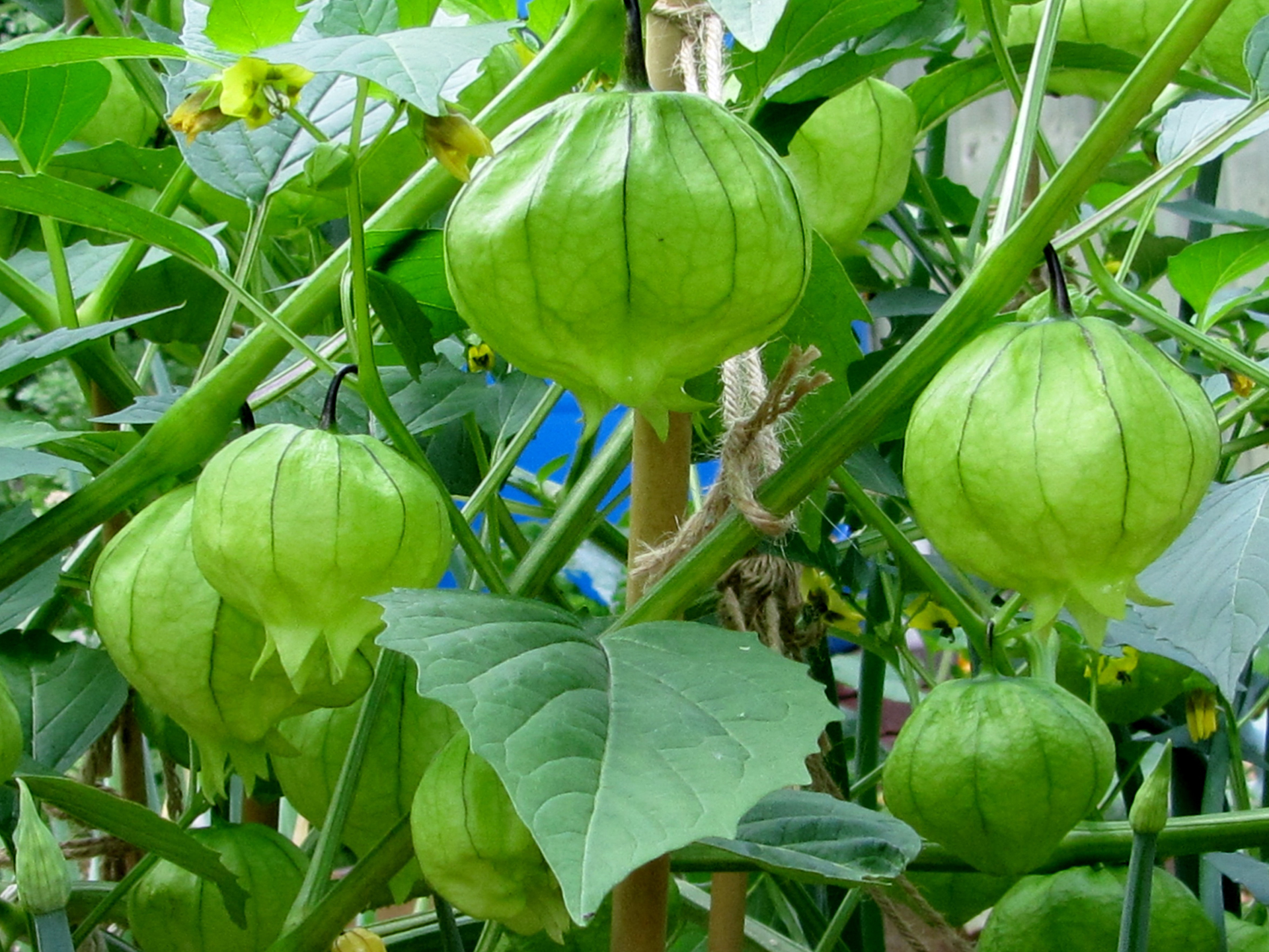 Tomatillo-Physalis_philadelphica