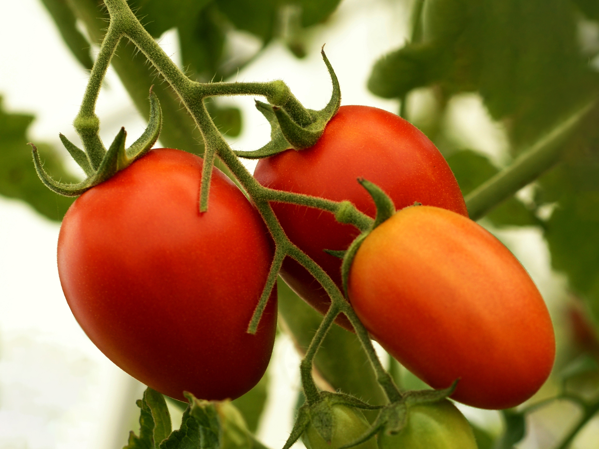 Tomato-Roma-Solanum_lycopersicum