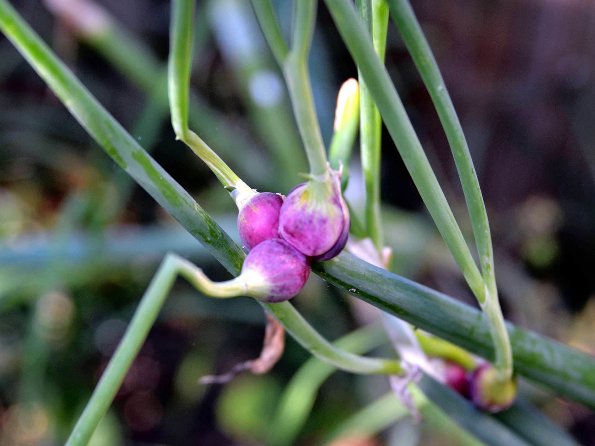 Tree-Onion-Allium_proliferum