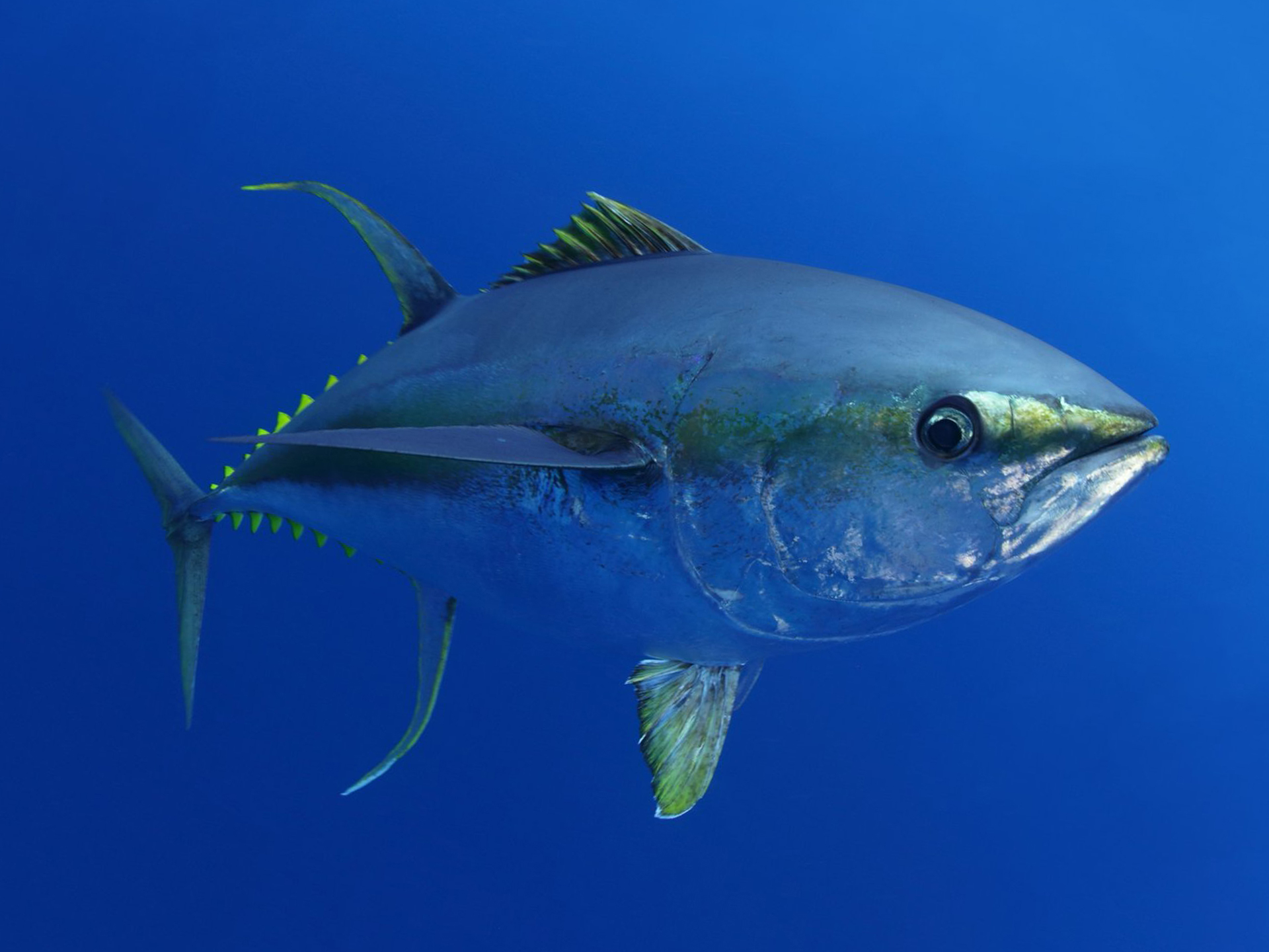 Tuna-Yellowfin-Thunnus_albacares