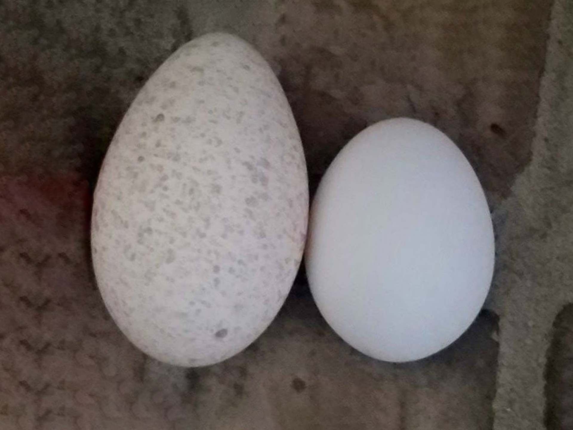 Turkey-and-Chicken-Eggs