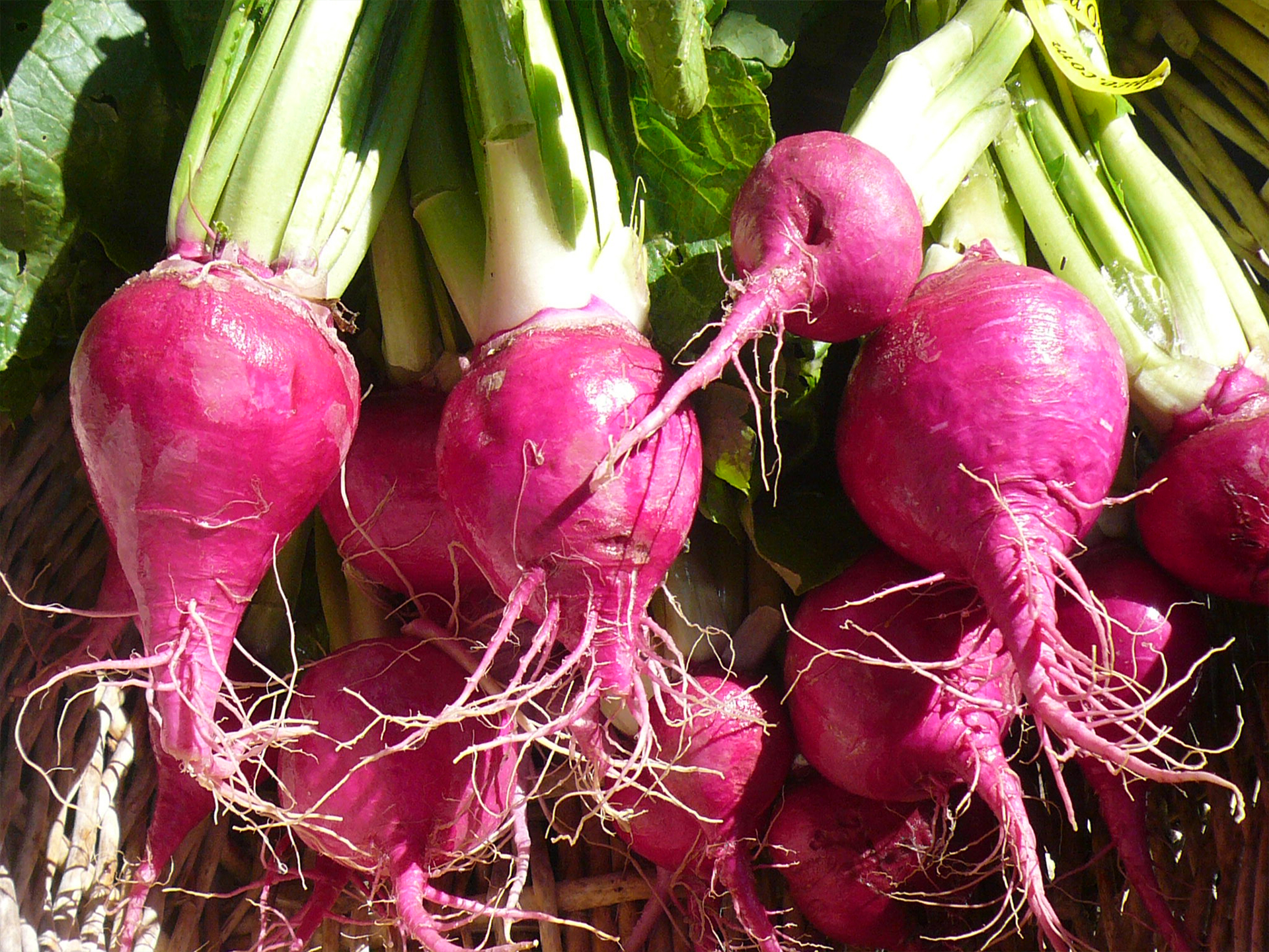 Turnip-Brassica_rapa