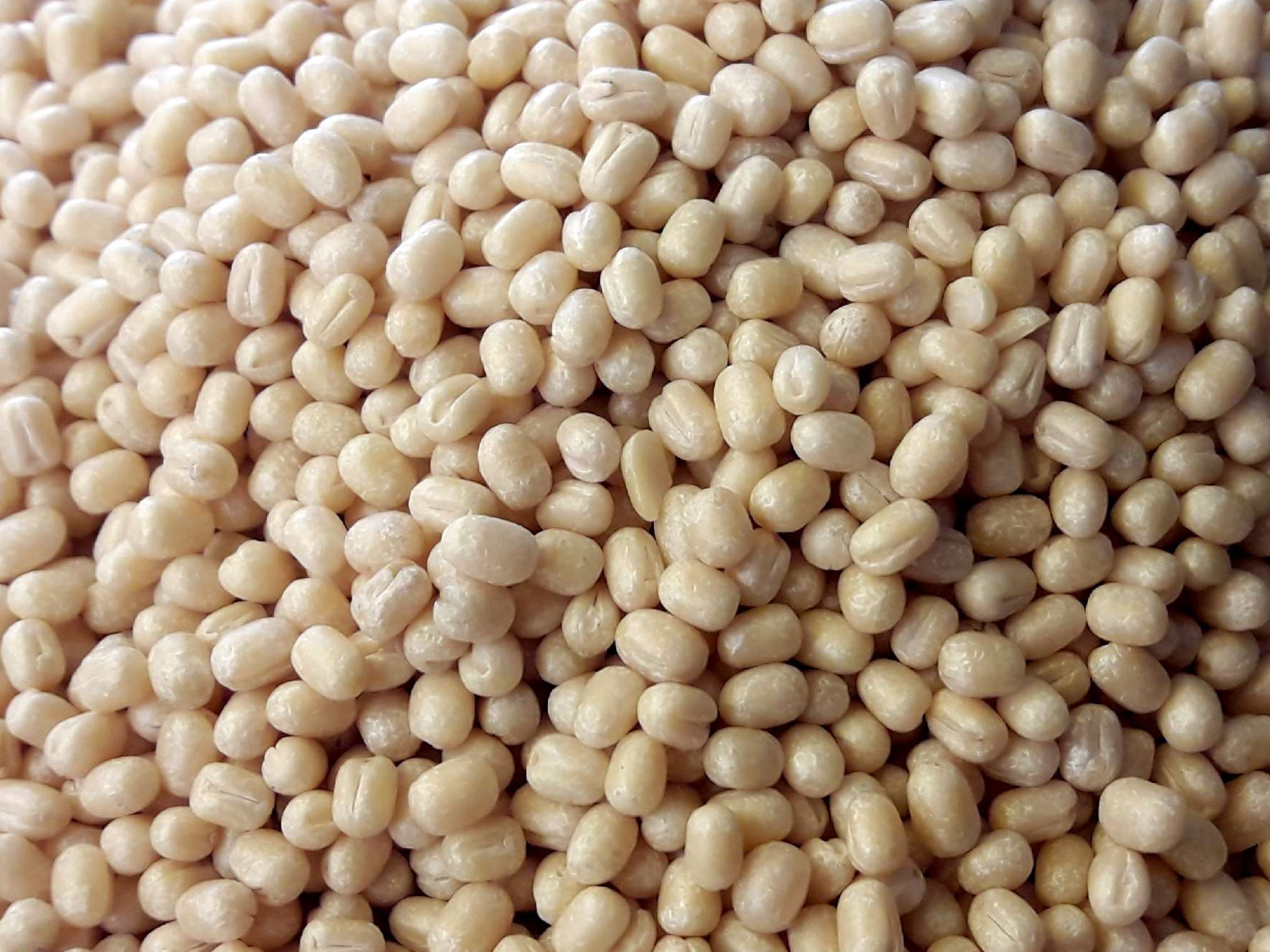 Urad-Bean-Vigna_mungo