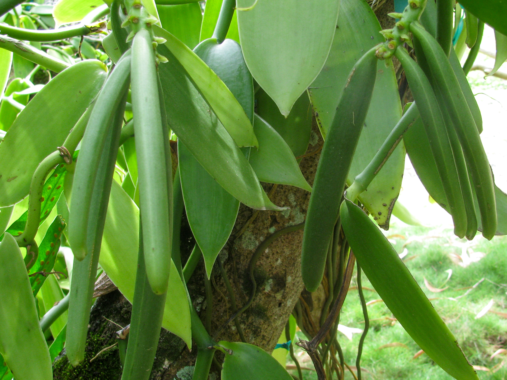Vanilla-Vanilla_planifolia