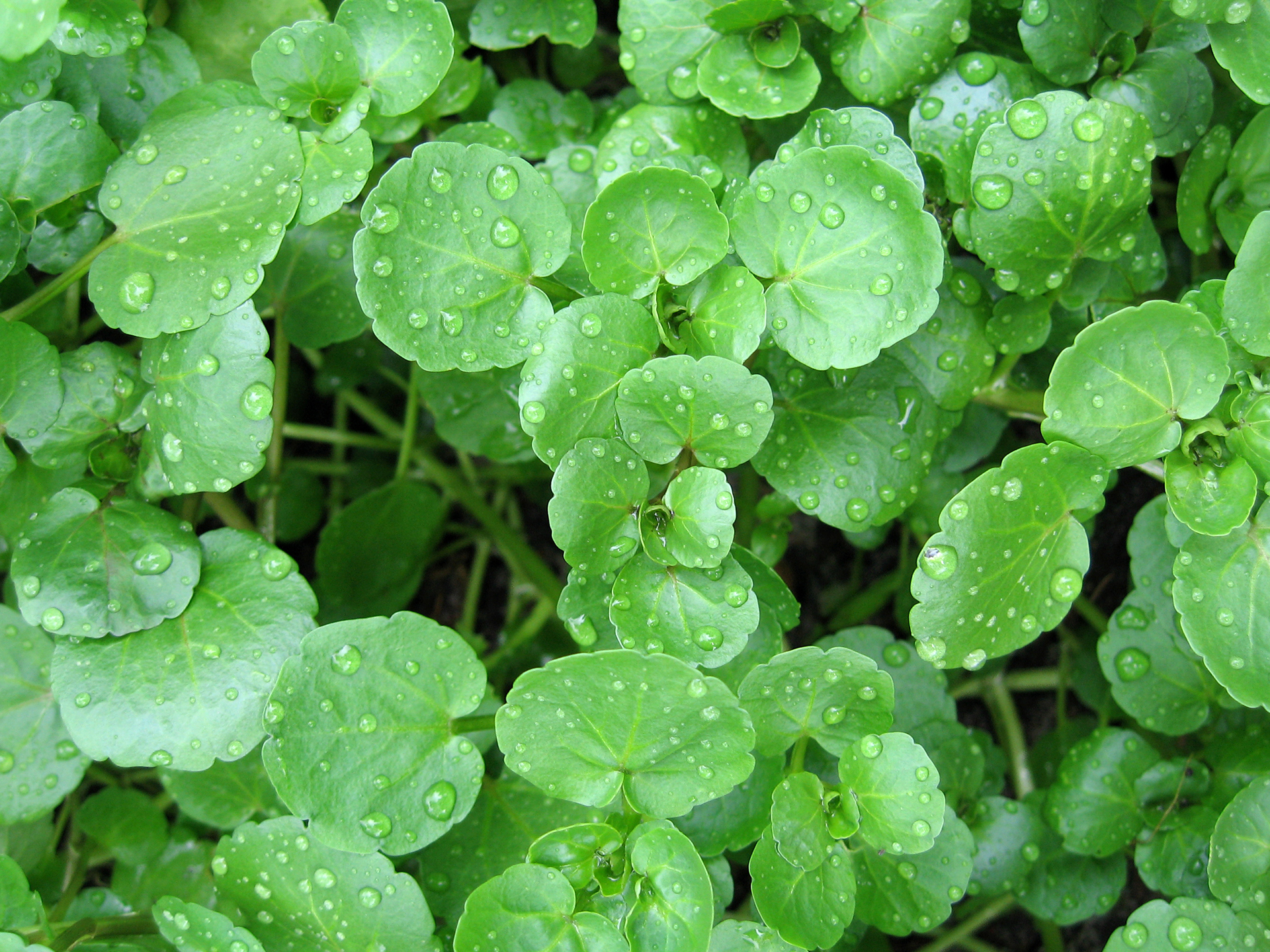 Watercress-Rorippa_nasturtium_aquatica
