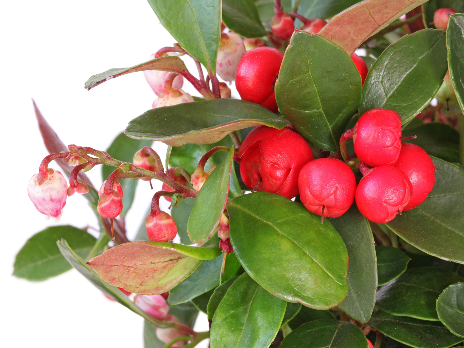 Wintergreen-Gaultheria_procumbens