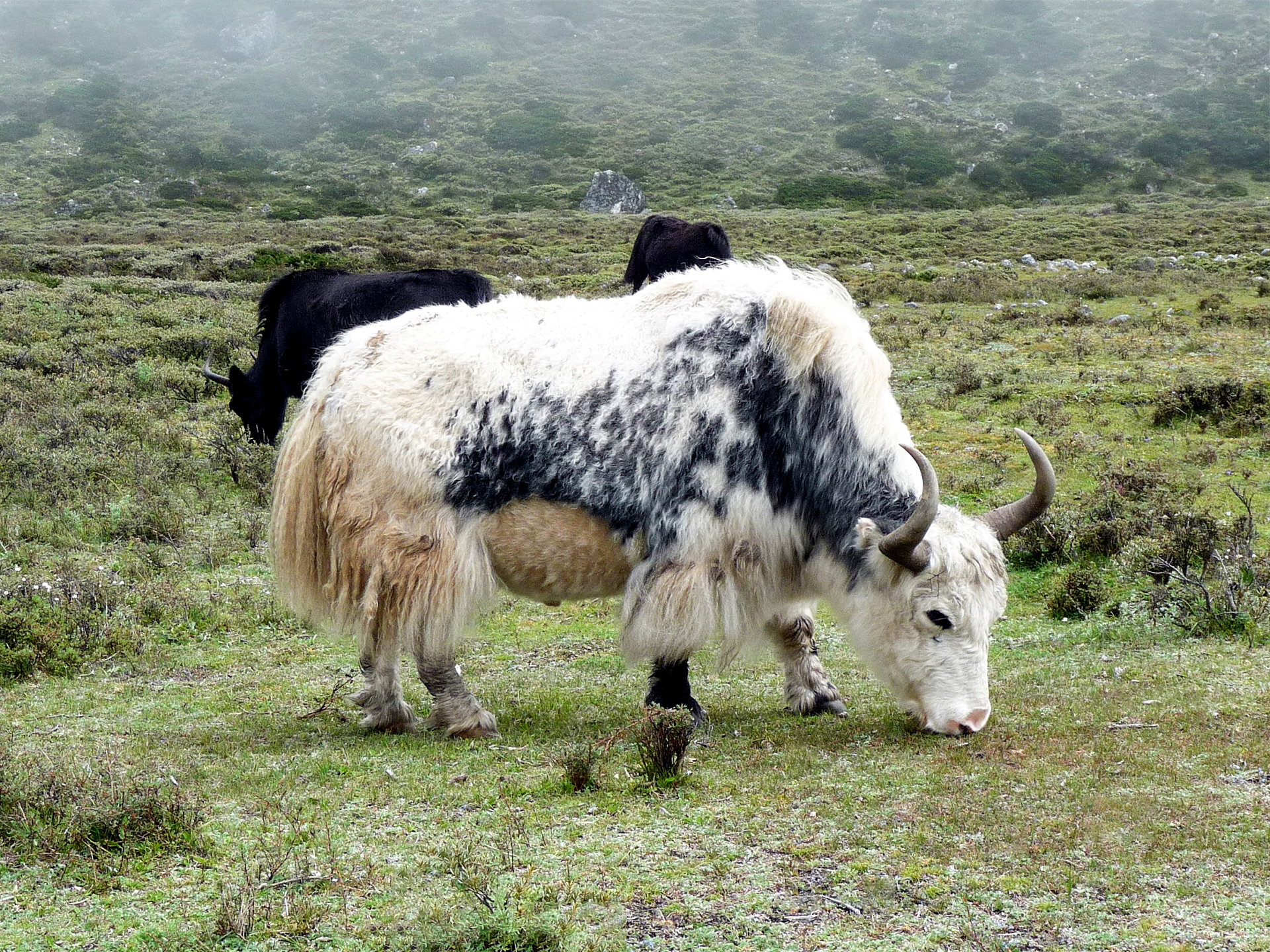 Yak-Cow