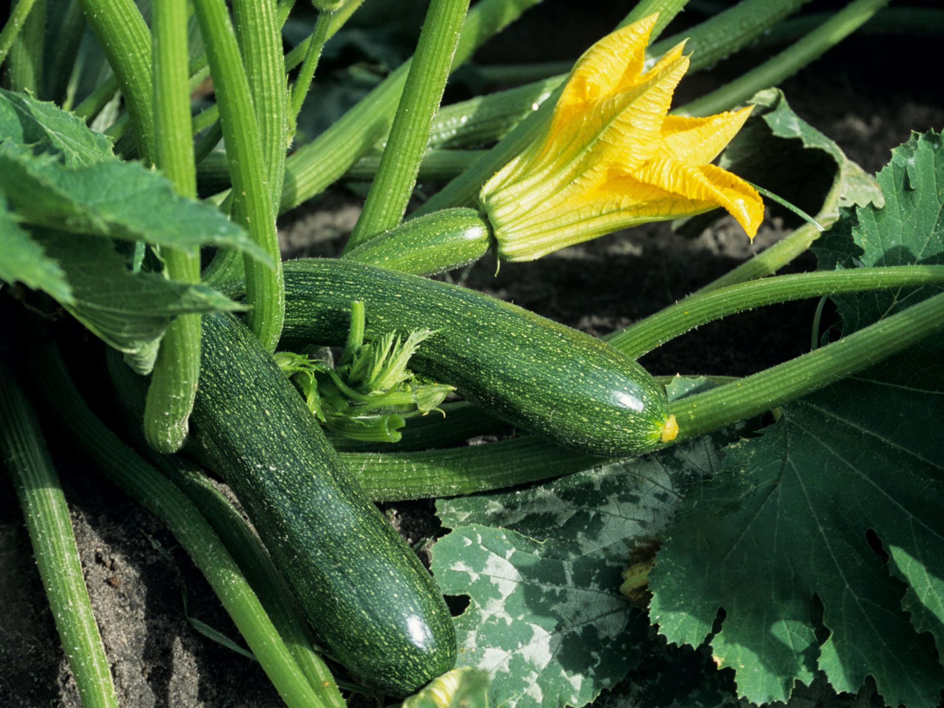 Zucchini-Cucurbita_pepo