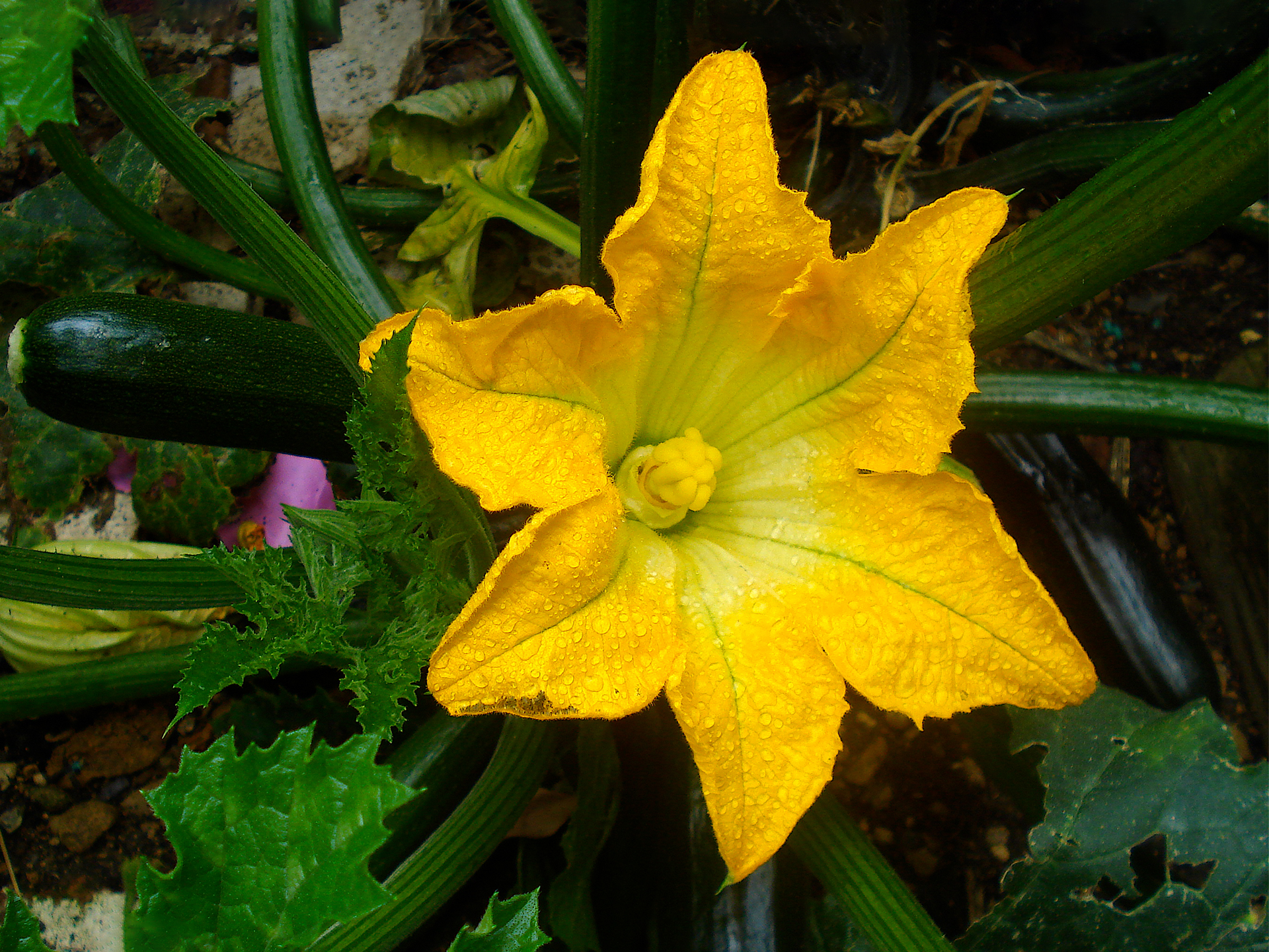 Zucchini-Flower-Cucurbita_pepo